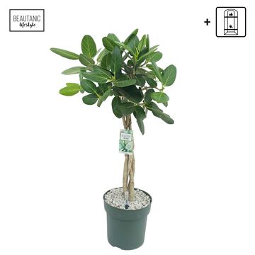 Ficus altissima
