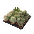 Cactos MIX