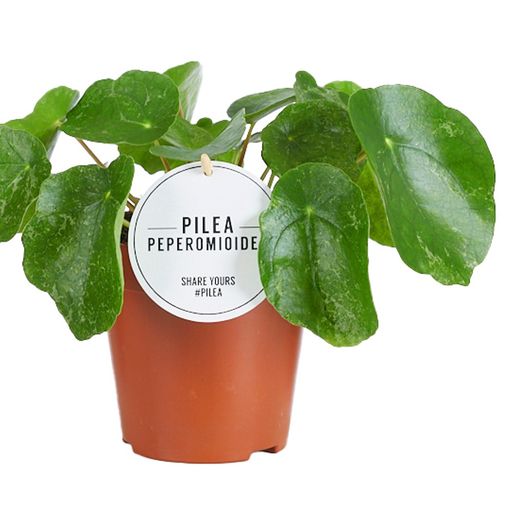 Pilea peperomioides