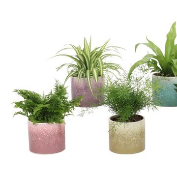 Plantas de interior MIX