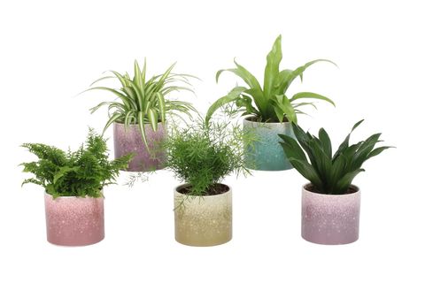 Houseplants MIX