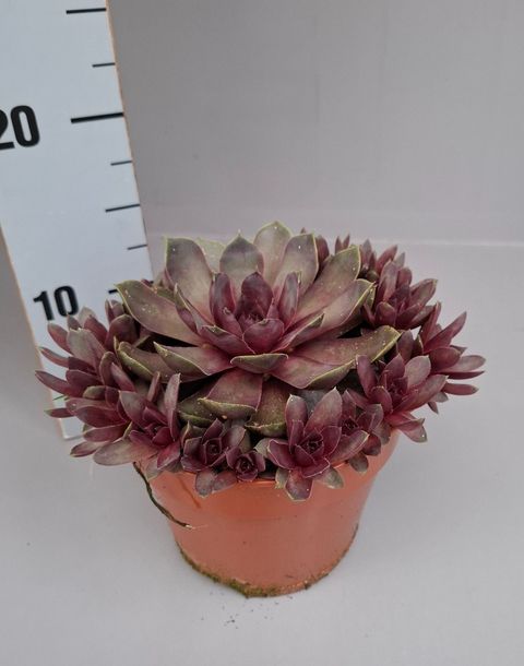 Sempervivum CHICK CHARMS GIANTS STEEL APPEAL