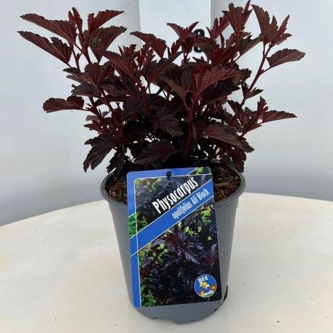 Physocarpus opulifolius ALL BLACK