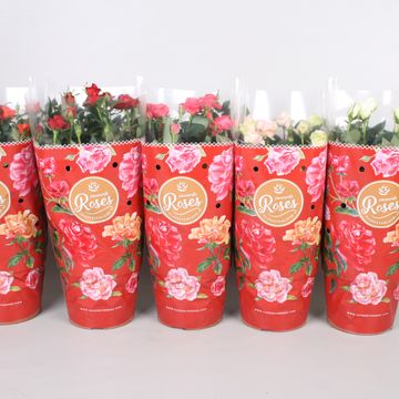 Rosa FAVOURITE ROSES MIX