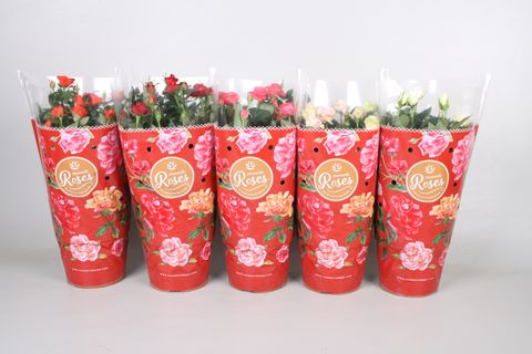 Rosa FAVOURITE ROSES MIX