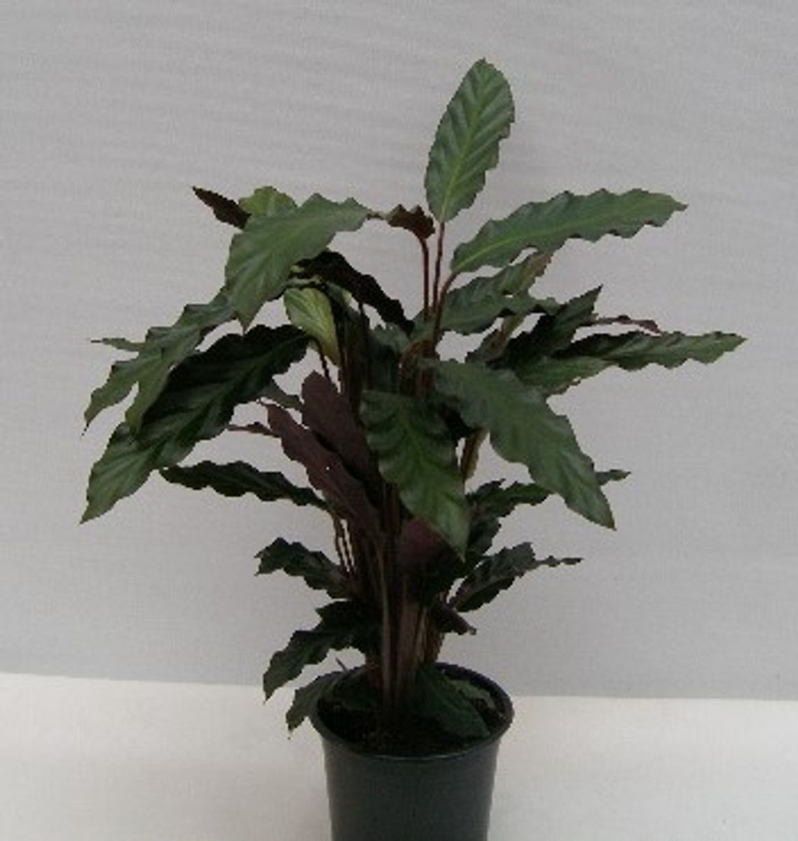Calathea rufibarba — Plant Wholesale FlorAccess