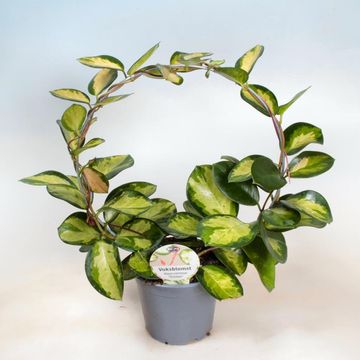Hoya carnosa 'Tricolor'