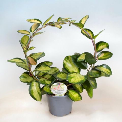 Hoya carnosa 'Tricolor'