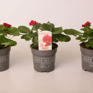 Fragaria x ananassa 'Summer Breeze'