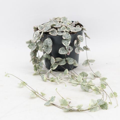 Ceropegia woodii 'Variegata'