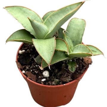 Sansevieria 'Swan Dancer'