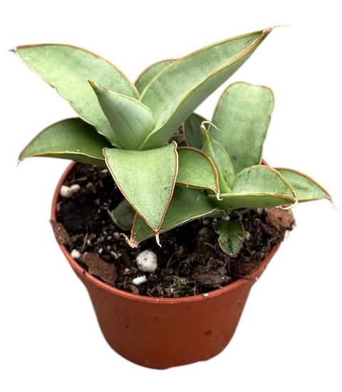 Sansevieria 'Swan Dancer'