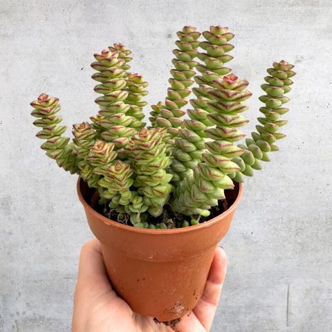 Crassula marnieriana 'Hottentot'