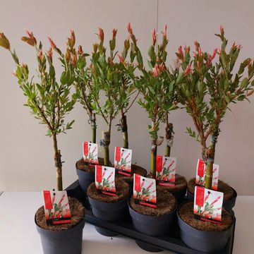 Salix integra 'Flamingo'