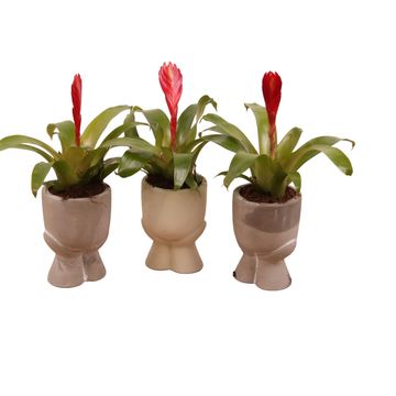Vriesea 'Christiane'