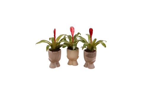 Vriesea 'Christiane'