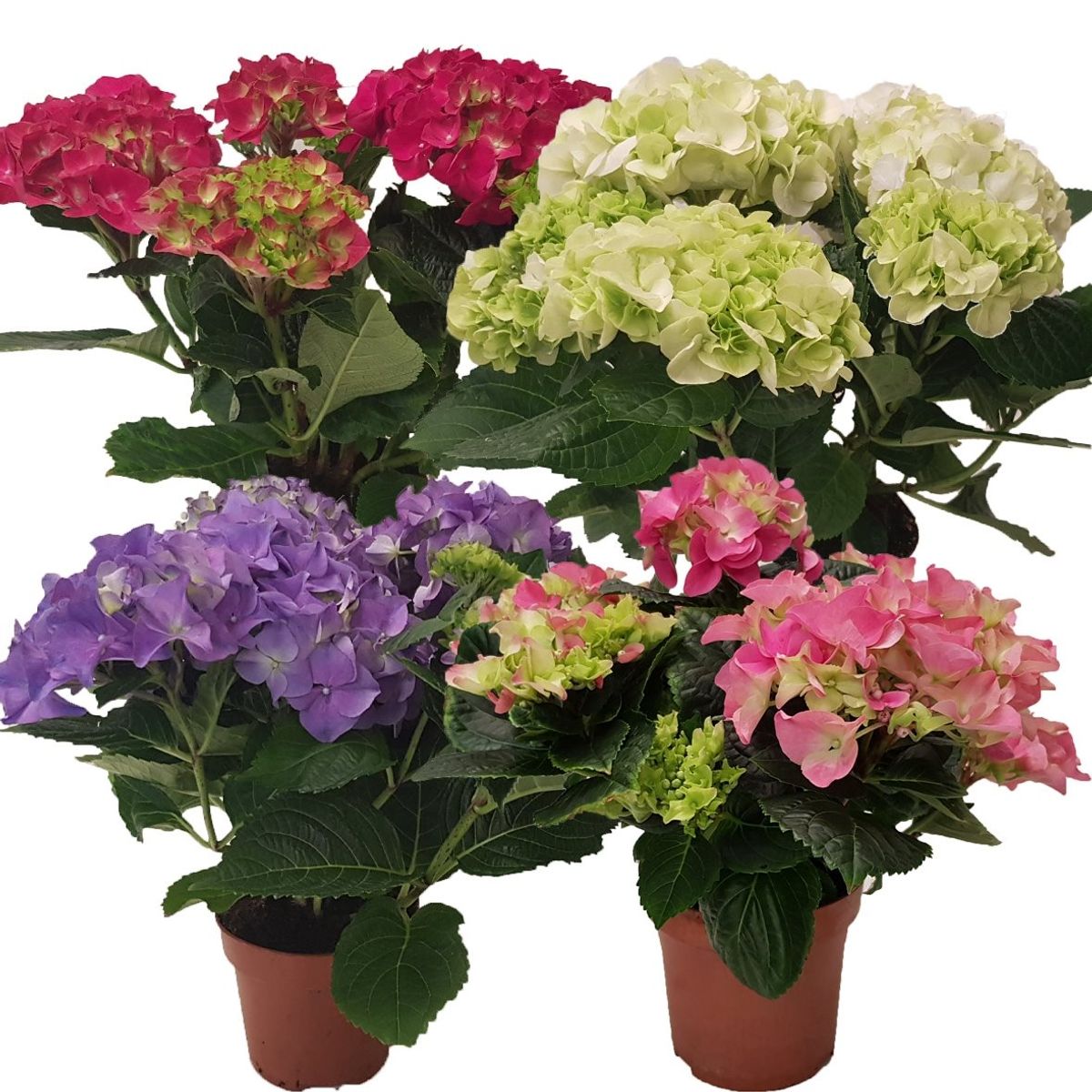 Plants to mix with hydrangeas Idea