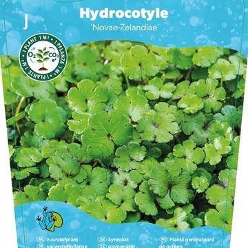 Hydrocotyle novae-zelandiae