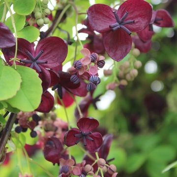 Akebia quinata