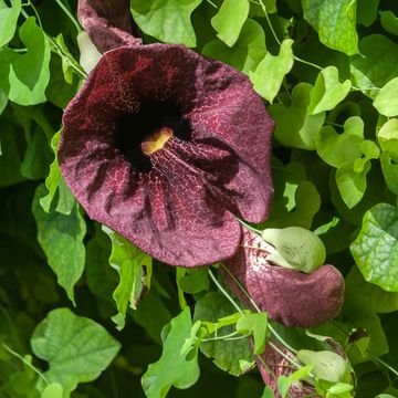 Aristolochia macrophylla