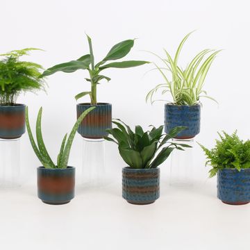 Φυτά εσωτερικού χώρου MIX