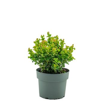 Leucothoe axillaris 'Curly Red'