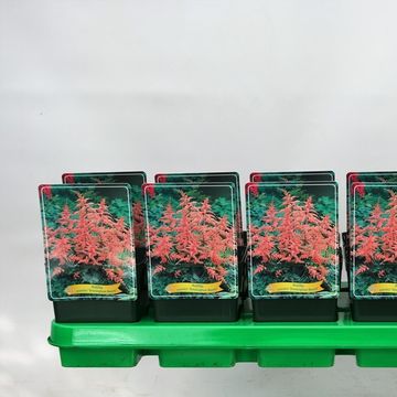 Astilbe 'Bressingham Beauty'