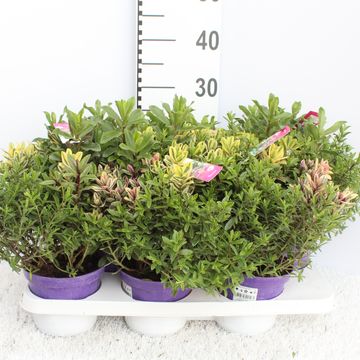 Hebe MIX IN POT