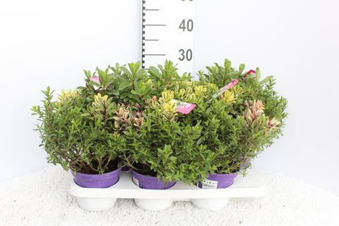 Hebe MIX IN POT