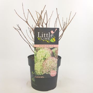 Hydrangea paniculata LITTLE LIME
