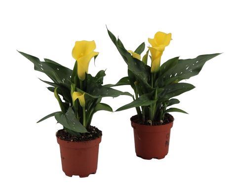 Zantedeschia 'Sunclub'