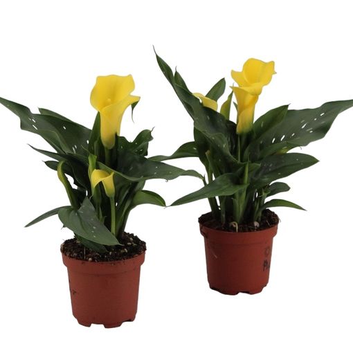 Zantedeschia 'Sunclub'