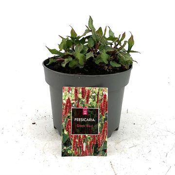Persicaria amplexicaulis 'Dark Red'