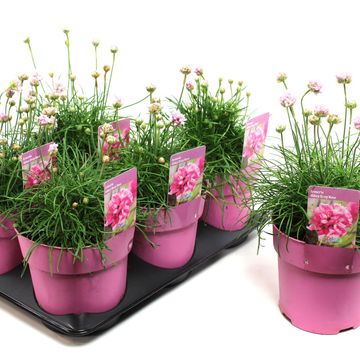 Armeria maritima 'Armada Rose'