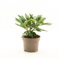 Rhododendron 'Fantastica' (Y)