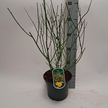 Kerria japonica 'Pleniflora'