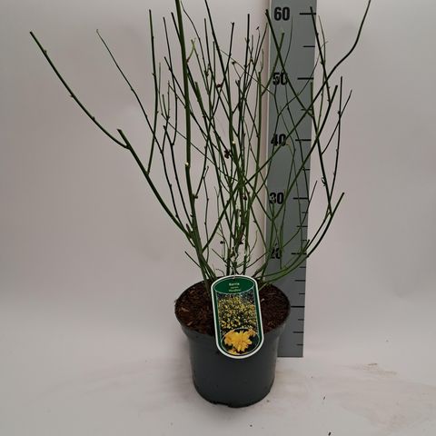 Kerria japonica 'Pleniflora'