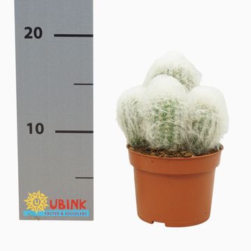 Espostoa melanostele