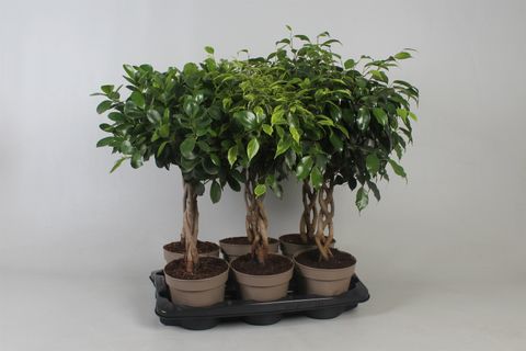 Ficus benjamina MIX