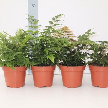 Ferns MIX