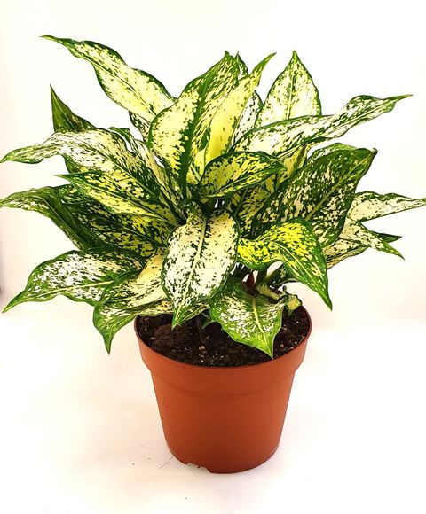 Aglaonema costatum 'First Diamond'