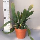 Epiphyllum 'Sarah Courant'