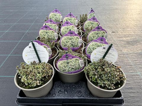 Thymus x citriodorus 'Silver Queen'