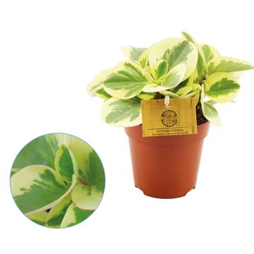 Peperomia obtusifolia 'Obtipan Bicolor'