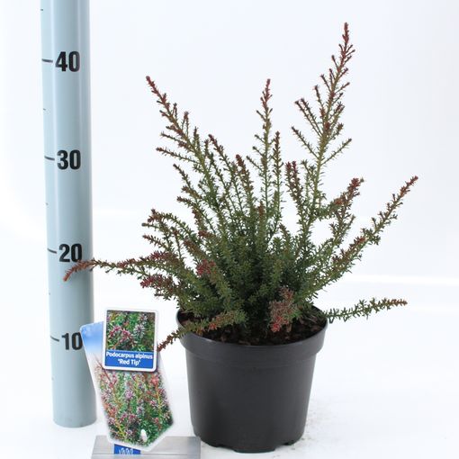 Podocarpus lawrencei 'Red Tip' (About Plants Zundert BV)