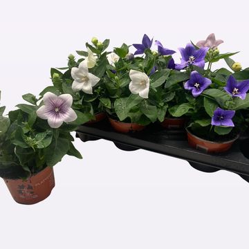 Platycodon grandiflorus POP STAR MIX