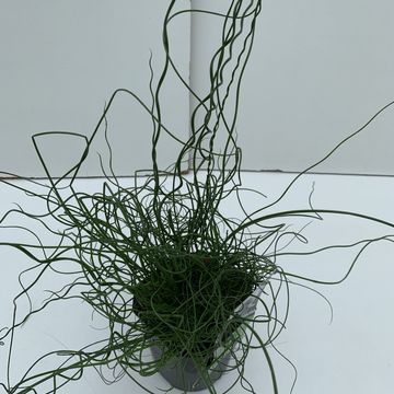 Juncus effusus spiralis