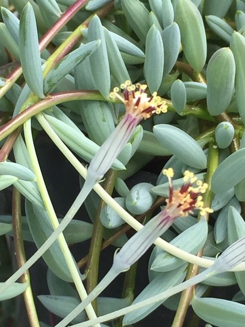 Senecio hallianus