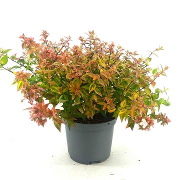Abelia x grandiflora 'Kaleidoscope'