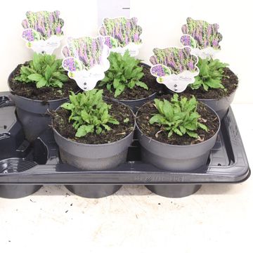 Salvia nemorosa 'Ostfriesland'